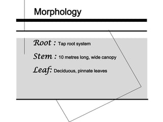 Morphology
Root : Tap root system
Stem : 10 metres long, wide canopy
Leaf: Deciduous, pinnate leaves
 