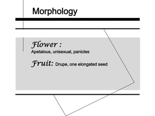 Morphology
Flower :
Apetalous, unisexual, panicles
Fruit: Drupe, one elongated seed
 
