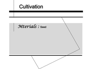 Cultivation
Mterials : Seed
 