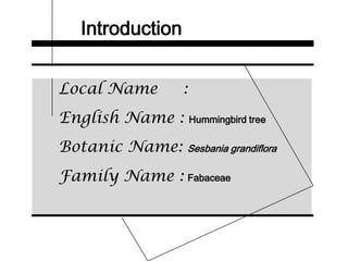 Introduction
Local Name :
English Name : Hummingbird tree
Botanic Name: Sesbania grandiflora
Family Name : Fabaceae
 