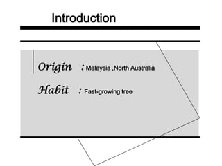 Introduction
Origin : Malaysia ,North Australia
Habit : Fast-growing tree
 