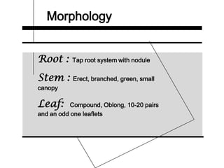 Morphology
Root : Tap root system with nodule
Stem : Erect, branched, green, small
canopy
Leaf: Compound, Oblong, 10-20 pairs
and an odd one leaflets
 