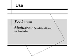 Use
Food : Flower
Medicine : Bronchitis, chicken
pox ,headache,
 