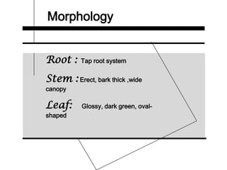 Morphology
Root : Tap root system
Stem : Erect, bark thick ,wide
canopy
Leaf: Glossy, dark green, oval-
shaped
 