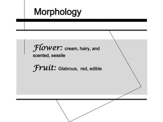 Morphology
Flower: cream, hairy, and
scented, sessile
Fruit: Glabrous, red, edible
 
