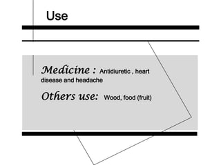 Use
Medicine : Antidiuretic , heart
disease and headache
Others use: Wood, food (fruit)
 