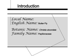 Introduction
Local Name:
English Name: Butter Fly
Botanic Name: Christia obcordata
Family Name: Papilionaceae
 
