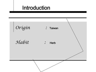 Introduction
Origin : Taiwan
Habit : Herb
 