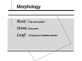 Morphology
Root : Tap root system
Stem: Succulent
Leaf: Compound,3 leaflets,colored
 