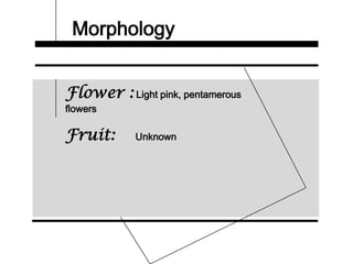 Morphology
Flower : Light pink, pentamerous
flowers
Fruit: Unknown
 