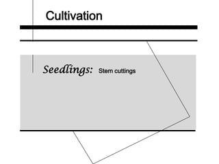 Cultivation
Seedlings: Stem cuttings
 