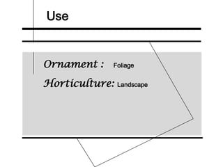 Use
Ornament : Foliage
Horticulture: Landscape
 