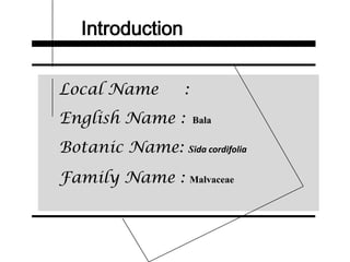 Introduction
Local Name :
English Name : Bala
Botanic Name: Sida cordifolia
Family Name : Malvaceae
 