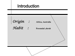 Introduction
Origin : Africa, Australia
Habit : Perennial ,shrub
 