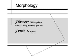 Morphology
Flower: White/yellow
color, axillary, solitary, pedicel
Fruit : Capsule
 