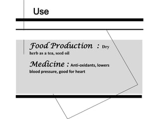 Use
Food Production : Dry
herb as a tea, seed oil
Medicine : Anti-oxidants, lowers
blood pressure, good for heart
 
