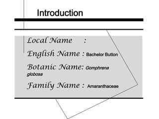 Introduction
Local Name :
English Name : Bachelor Button
Botanic Name: Gomphrena
globosa
Family Name : Amaranthaceae
 
