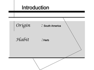 Introduction
Origin : South America
Habit : Herb
 