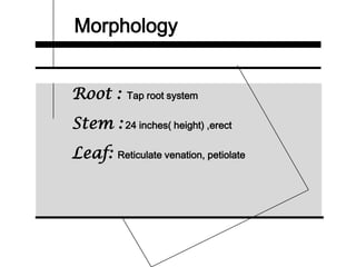 Morphology
Root : Tap root system
Stem : 24 inches( height) ,erect
Leaf: Reticulate venation, petiolate
 