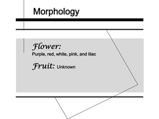 Morphology
Flower:
Purple, red, white, pink, and lilac
Fruit: Unknown
 