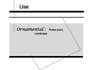 Use
Ornamental : Potted plant,
Landscape
 