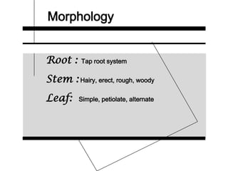 Morphology
Root : Tap root system
Stem : Hairy, erect, rough, woody
Leaf: Simple, petiolate, alternate
 