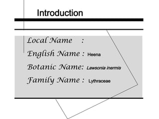 Introduction
Local Name :
English Name : Heena
Botanic Name: Lawsonia inermis
Family Name : Lythraceae
 