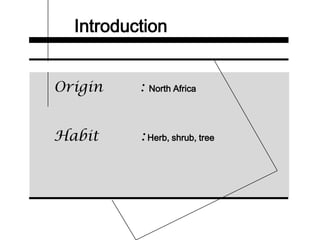 Introduction
Origin : North Africa
Habit : Herb, shrub, tree
 