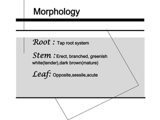 Morphology
Root : Tap root system
Stem : Erect, branched, greenish
white(tender),dark brown(mature)
Leaf: Opposite,sessile,acute
 