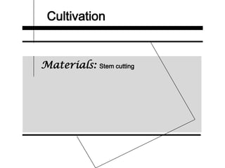 Cultivation
Materials: Stem cutting
 