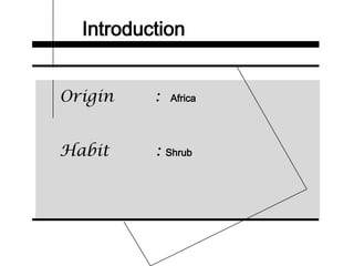 Introduction
Origin : Africa
Habit : Shrub
 