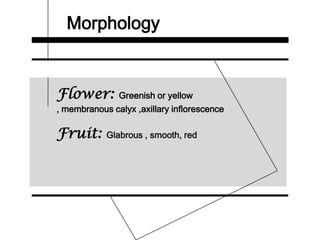 Morphology
Flower: Greenish or yellow
, membranous calyx ,axillary inflorescence
Fruit: Glabrous , smooth, red
 