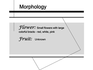 Morphology
Flower: Small flowers with large
colorful bracts - red, white, pink
Fruit: Unknown
 