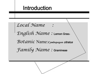 Introduction
Local Name :
English Name : Lemon Grass
Botanic Name:Cymbopogon citratus
Family Name : Gramineae
 