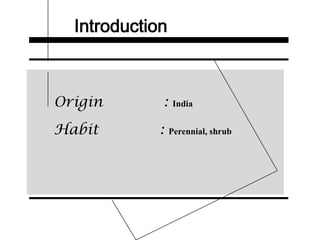 Introduction
Origin : India
Habit : Perennial, shrub
 