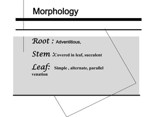 Morphology
Root : Adventitious,
Stem :Covered in leaf, succulent
Leaf: Simple , alternate, parallel
venation
 