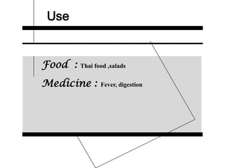 Use
Food : Thai food ,salads
Medicine : Fever, digestion
 