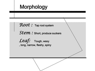 Morphology
Root : Tap root system
Stem : Short, produce suckers
Leaf: Tough, waxy
, long, narrow, fleshy, spiny
 