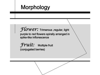 Morphology
Flower: Trimerous ,regular, light
purple to red flowers spirally arranged in
spike-like inflorescence
Fruit: Multiple fruit
(conjugated berries)
 