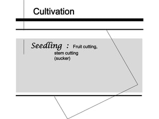 Cultivation
Seedling : Fruit cutting,
stem cutting
(sucker)
 