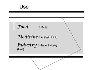 Use
Food : Fruit
Medicine : Antihelminthic
Industry : Paper industry
(Leaf)
 