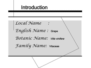 Introduction
Local Name :
English Name : Grape
Botanic Name: Vitis vinifera
Family Name: Vitaceae
 