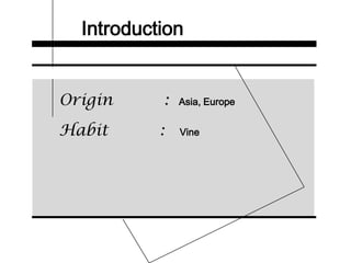Introduction
Origin : Asia, Europe
Habit : Vine
 