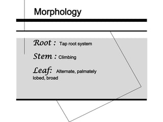 Morphology
Root : Tap root system
Stem : Climbing
Leaf: Alternate, palmately
lobed, broad
 