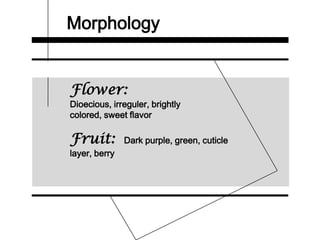 Morphology
Flower:
Dioecious, irreguler, brightly
colored, sweet flavor
Fruit: Dark purple, green, cuticle
layer, berry
 