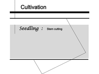 Cultivation
Seedling : Stem cutting
 