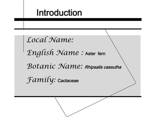 Introduction
Local Name:
English Name : Aster fern
Botanic Name: Rhipsalis cassutha
Family: Cactaceae
 