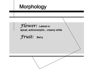 Morphology
Flower: Lateral or
apical, actinomorphic , creamy white
Fruit: Berry
 