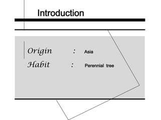 Introduction
Origin : Asia
Habit : Perennial tree
 