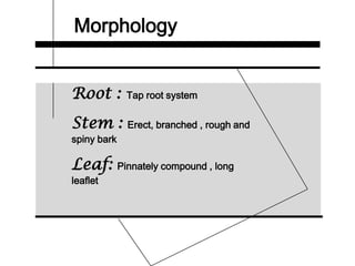Morphology
Root : Tap root system
Stem : Erect, branched , rough and
spiny bark
Leaf: Pinnately compound , long
leaflet
 